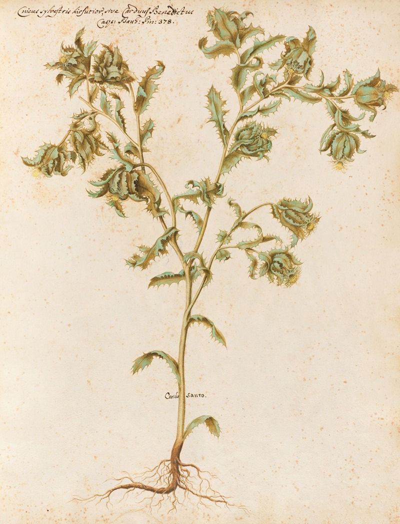 Piante varie Pl.05 by Giovanna Garzoni, 1650 — digital art print download