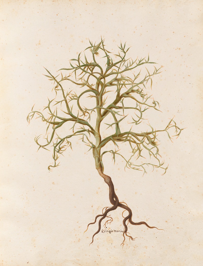 Piante varie Pl.07 by Giovanna Garzoni, 1650 — digital art print download