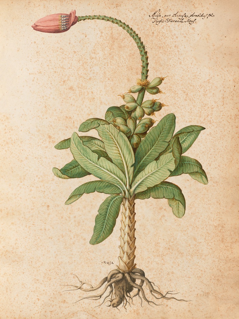 Piante varie Pl.08 by Giovanna Garzoni, 1650 — digital art print download