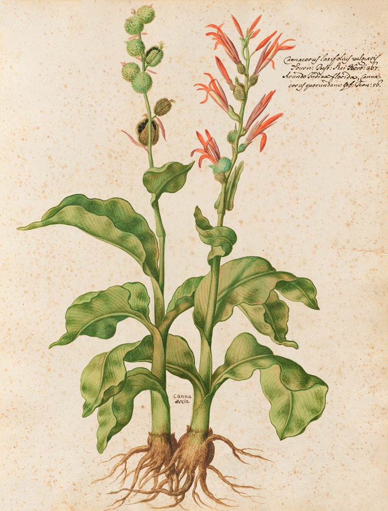 Piante varie Pl.09 by Giovanna Garzoni, 1650 — digital art print download