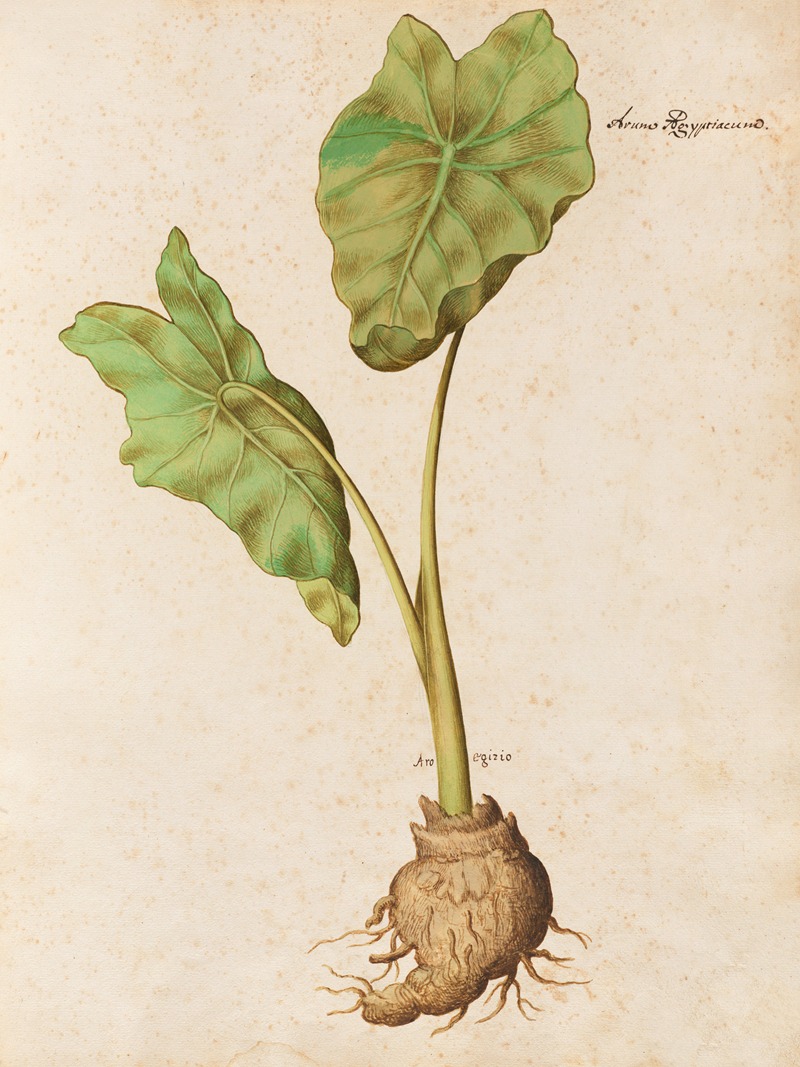 Piante varie Pl.10 by Giovanna Garzoni, 1650 — digital art print download