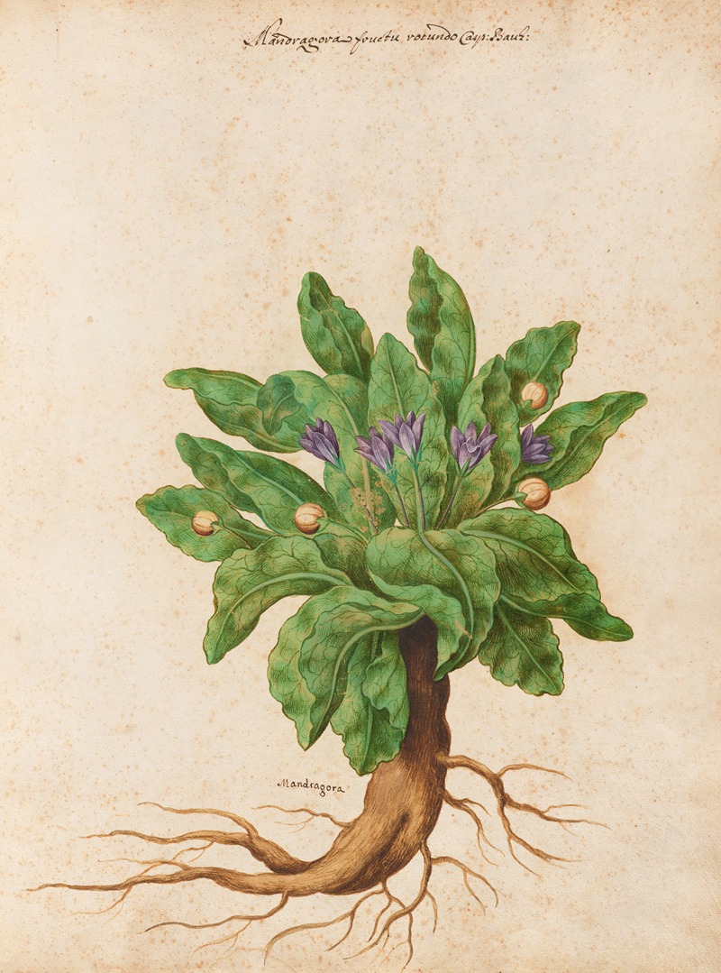 Piante varie Pl.11 by Giovanna Garzoni, 1650 — digital art print download