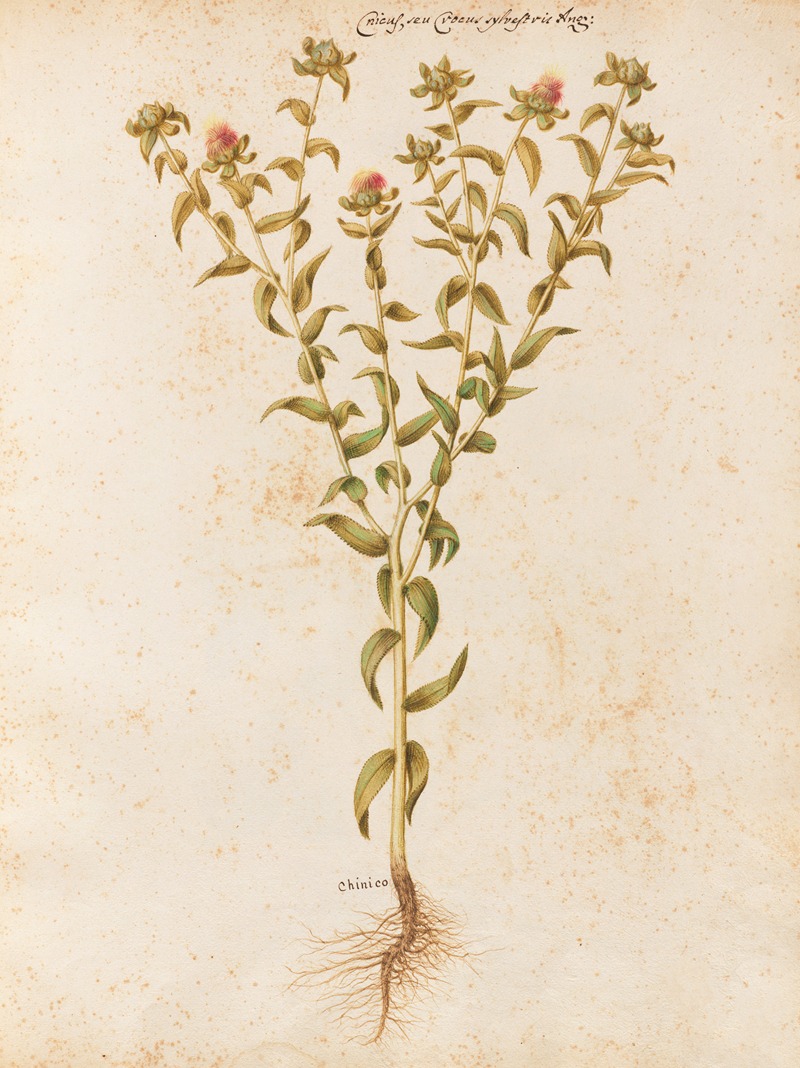 Piante varie Pl.12 by Giovanna Garzoni, 1650 — digital art print download