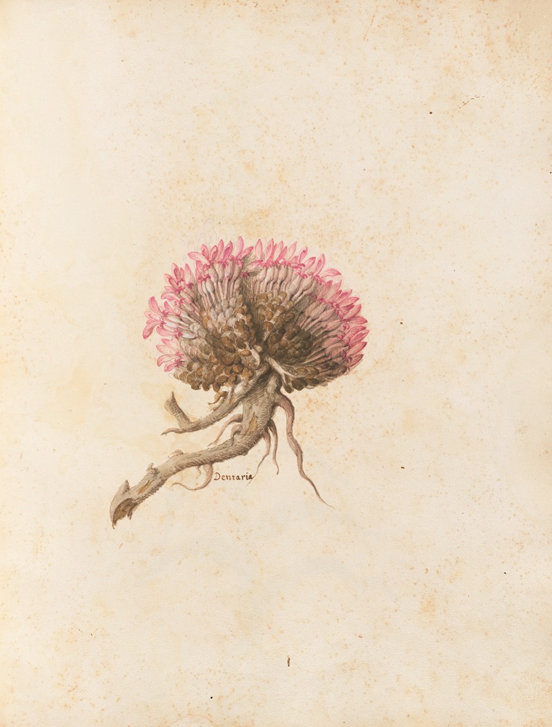 Piante varie Pl.14 by Giovanna Garzoni, 1650 — digital art print download