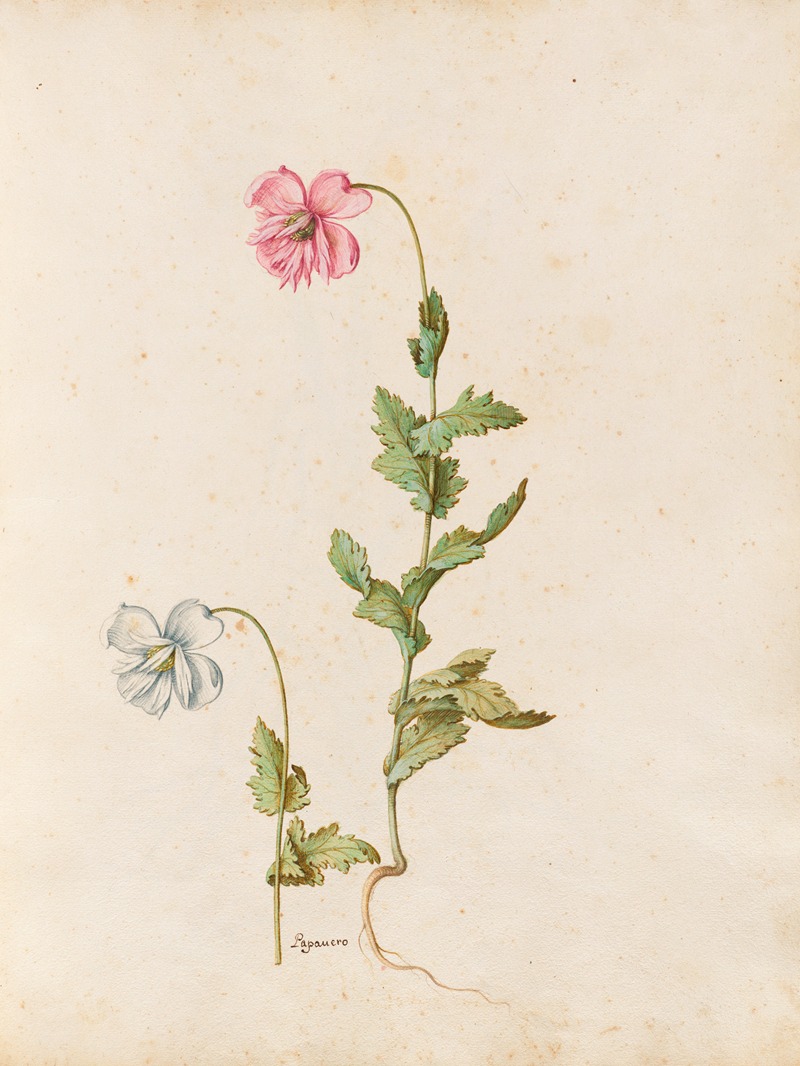 Piante varie Pl.17 by Giovanna Garzoni, 1650 — digital art print download