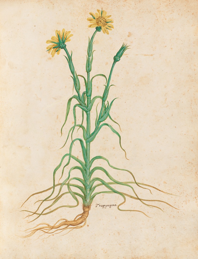 Piante varie Pl.18 by Giovanna Garzoni, 1650 — digital art print download