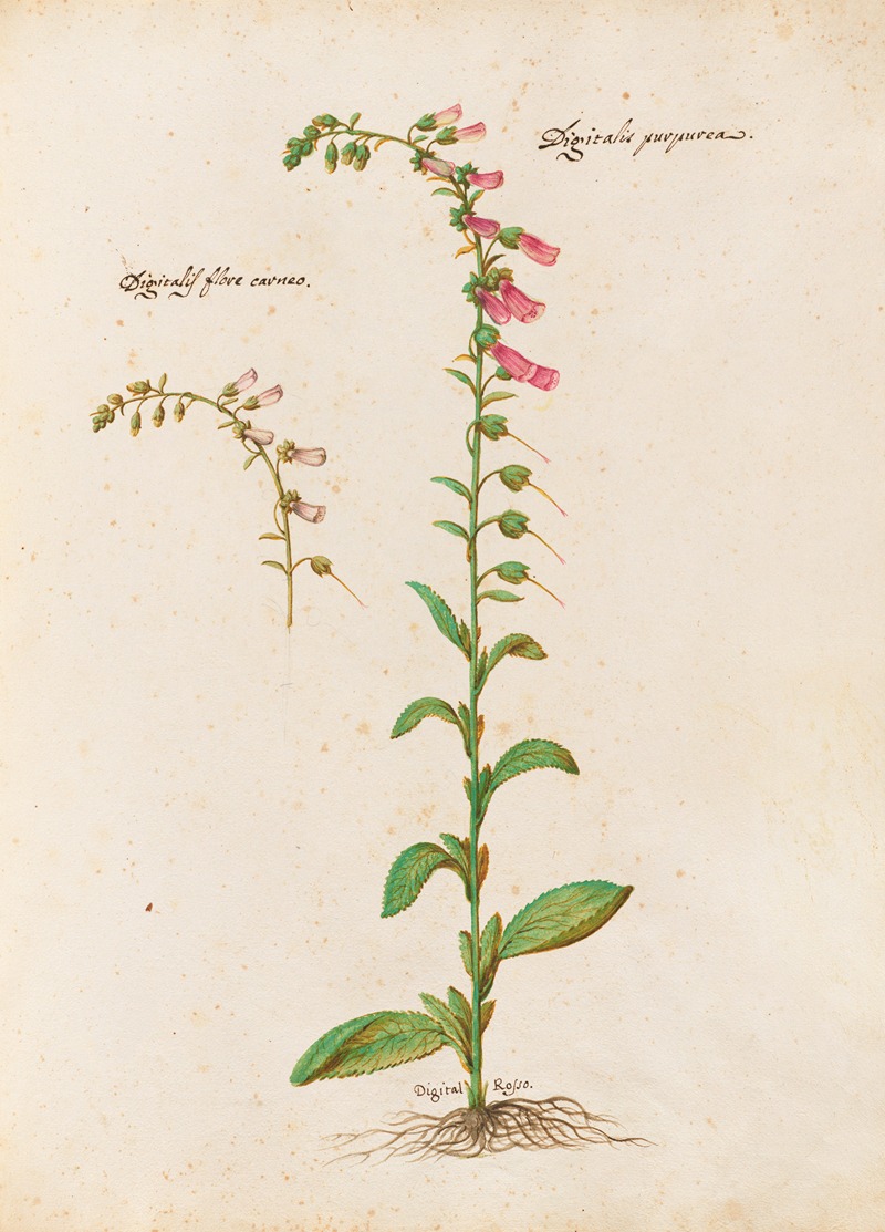 Piante varie Pl.21 by Giovanna Garzoni, 1650 — digital art print download