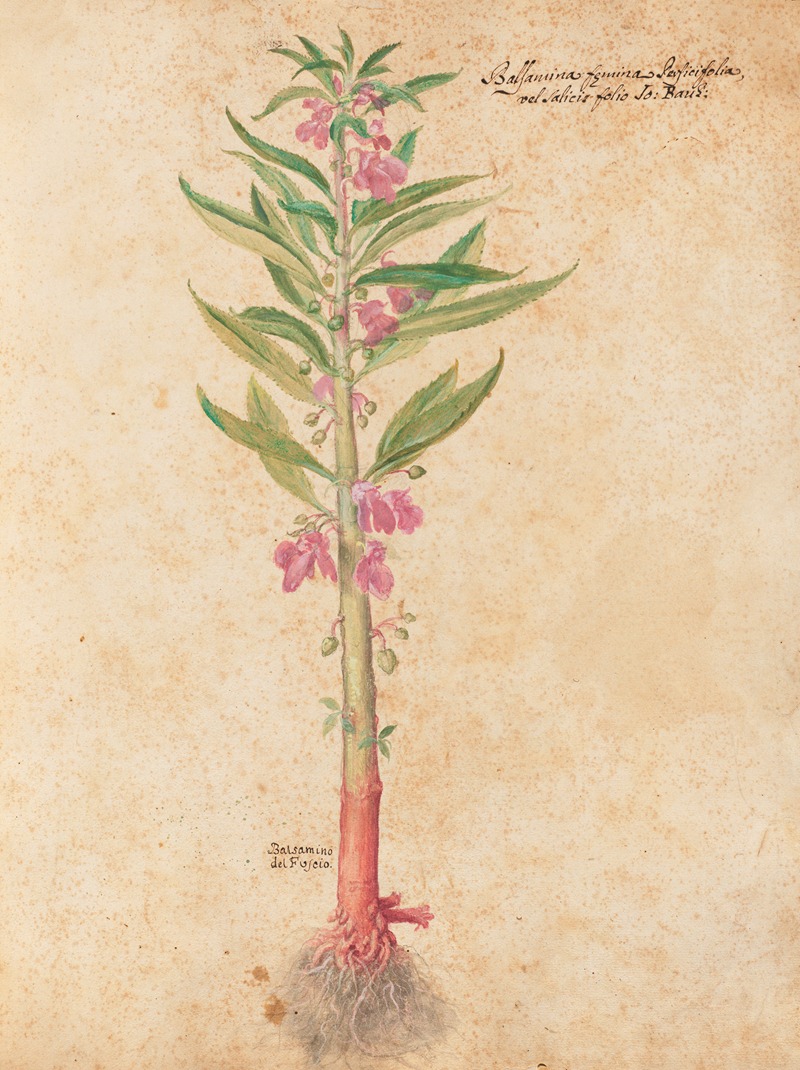 Piante varie Pl.22 by Giovanna Garzoni, 1650 — digital art print download