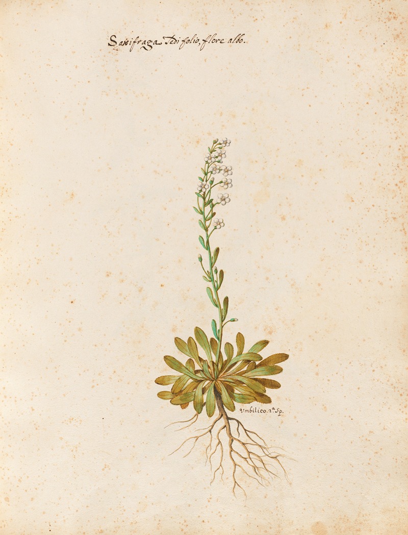 Piante varie Pl.23 by Giovanna Garzoni, 1650 — digital art print download
