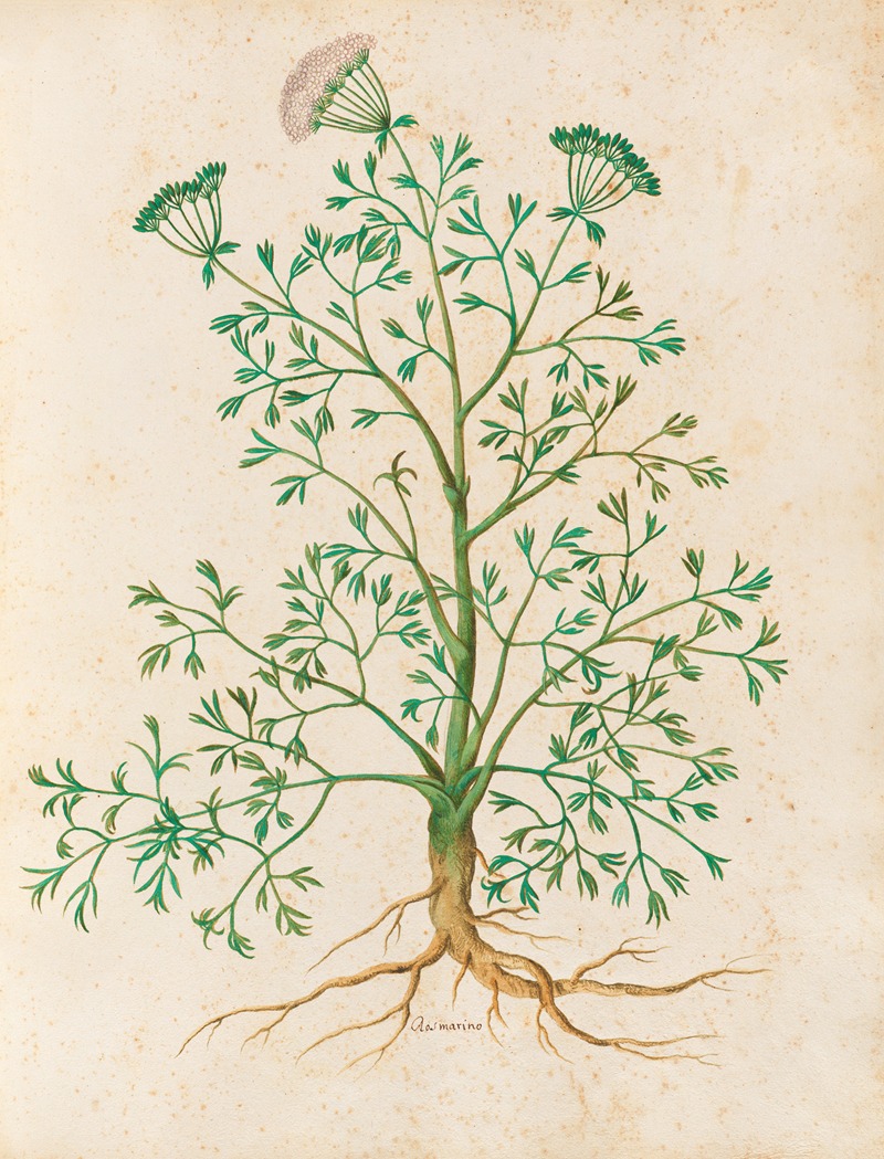 Piante varie Pl.26 by Giovanna Garzoni, 1650 — digital art print download