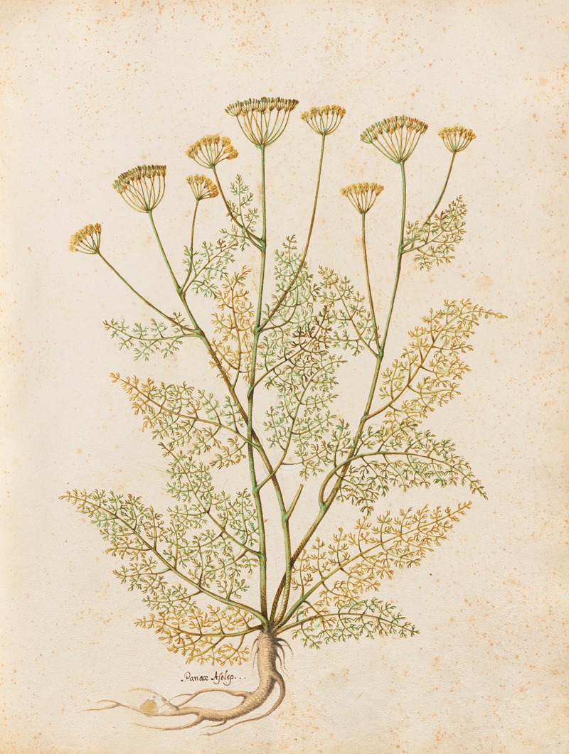 Piante varie Pl.27 by Giovanna Garzoni, 1650 — digital art print download