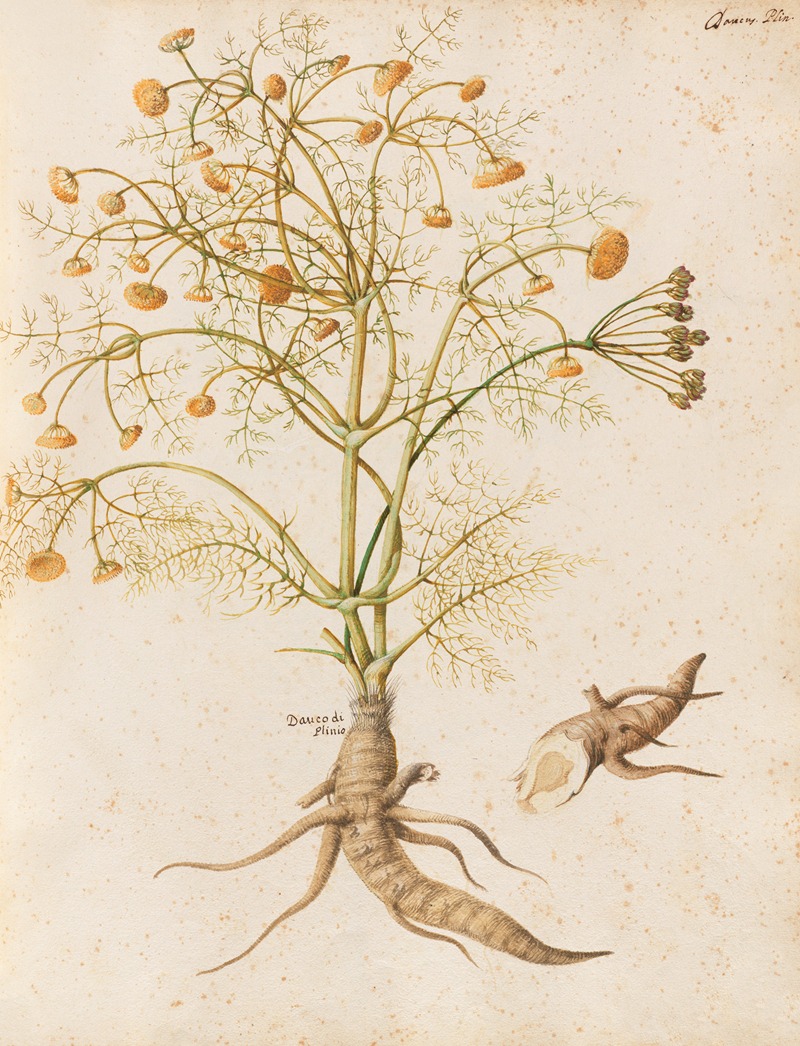 Piante varie Pl.29 by Giovanna Garzoni, 1650 — digital art print download