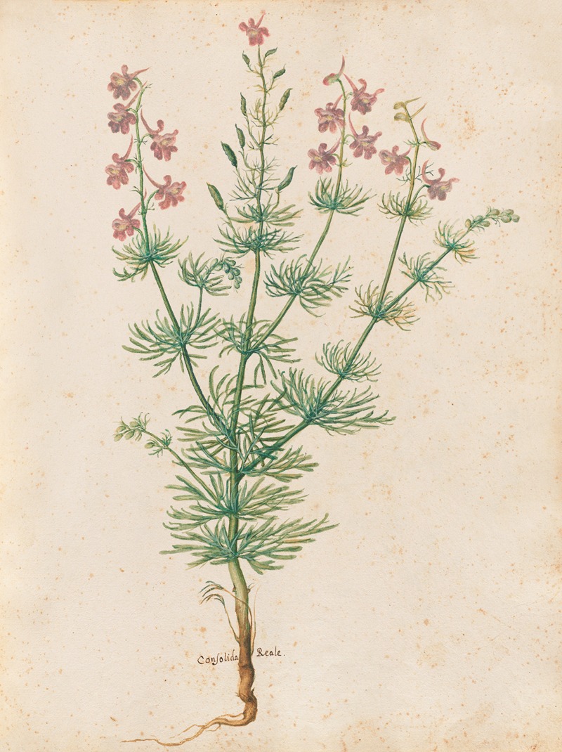 Piante varie Pl.30 by Giovanna Garzoni, 1650 — digital art print download