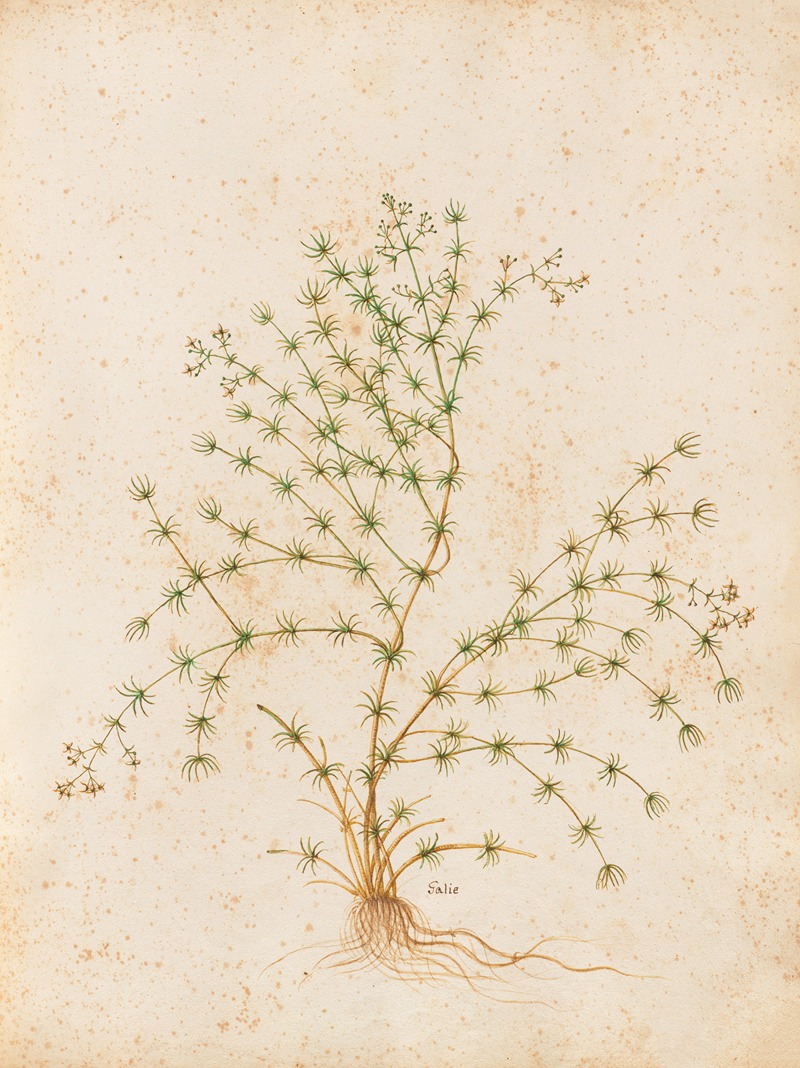 Piante varie Pl.31 by Giovanna Garzoni, 1650 — digital art print download