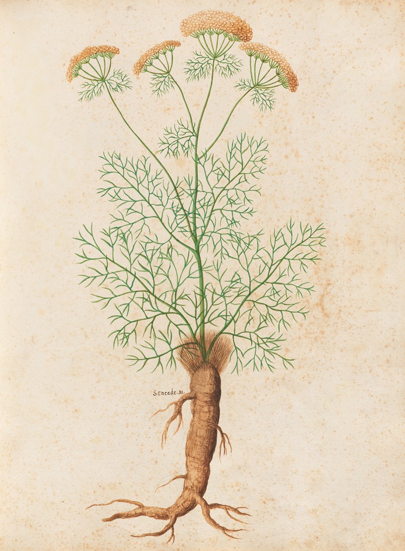 Piante varie Pl.32 by Giovanna Garzoni, 1650 — digital art print download