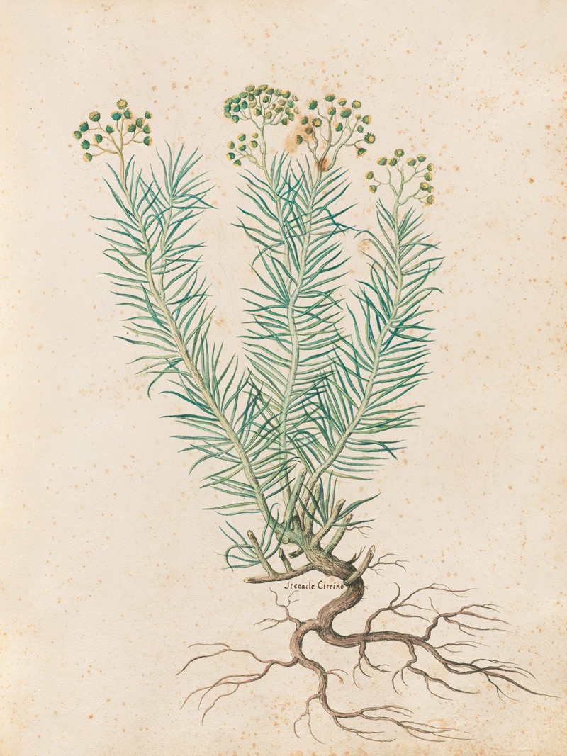 Piante varie Pl.35 by Giovanna Garzoni, 1650 — digital art print download