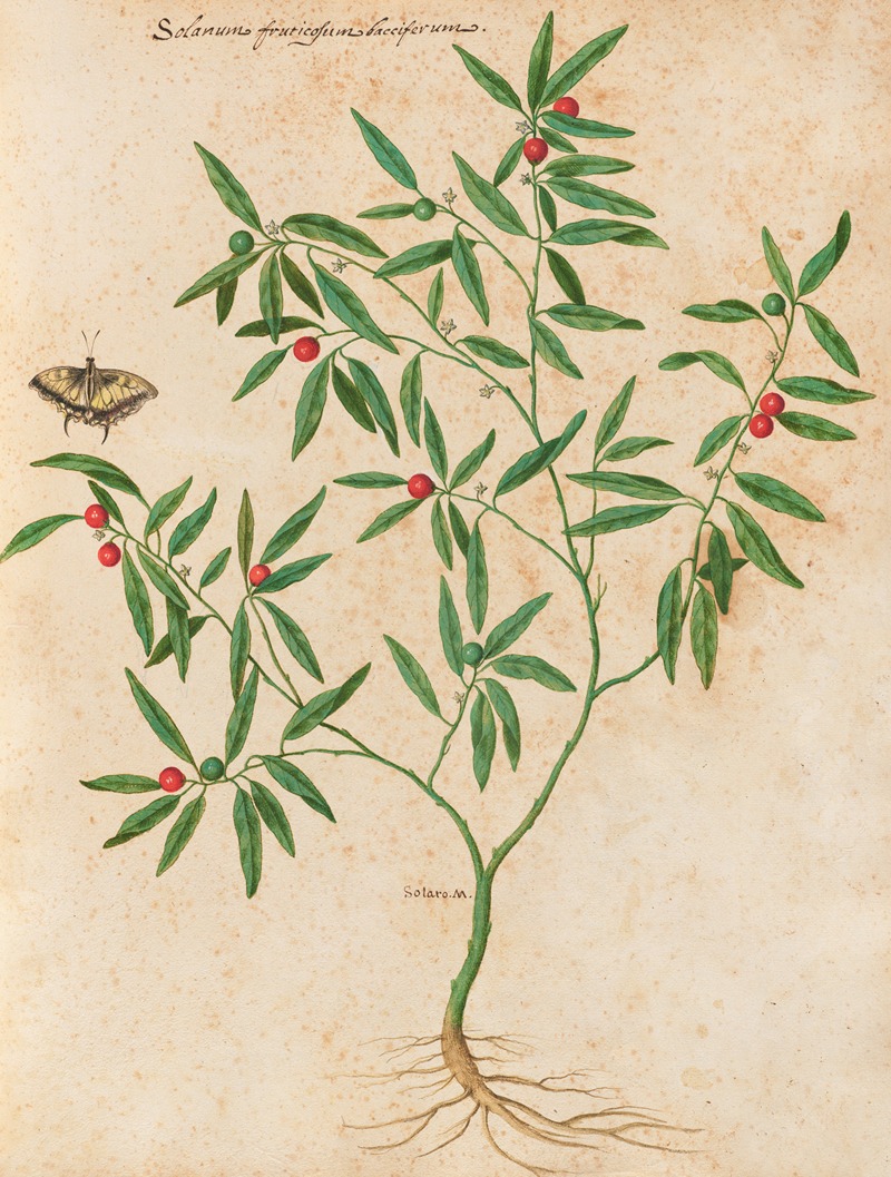 Piante varie Pl.38 by Giovanna Garzoni, 1650 — digital art print download