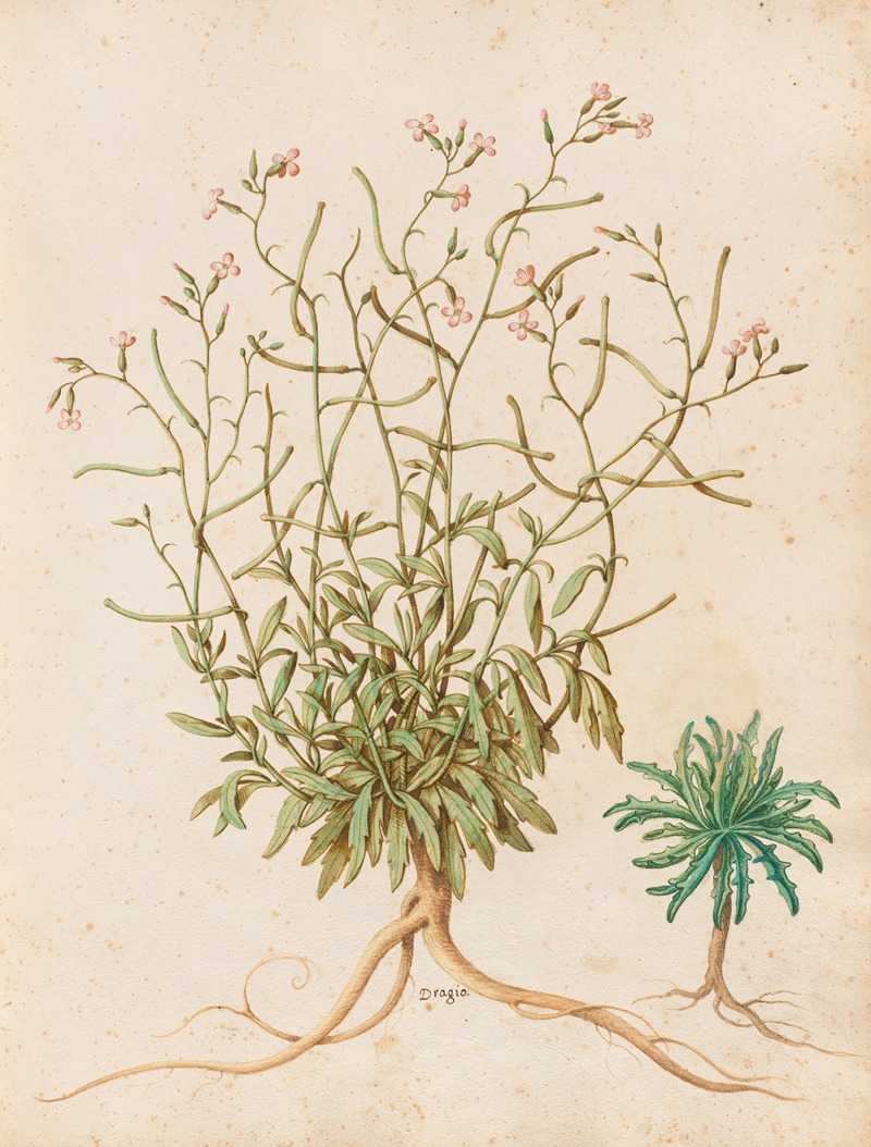 Piante varie Pl.40 by Giovanna Garzoni, 1650 — digital art print download