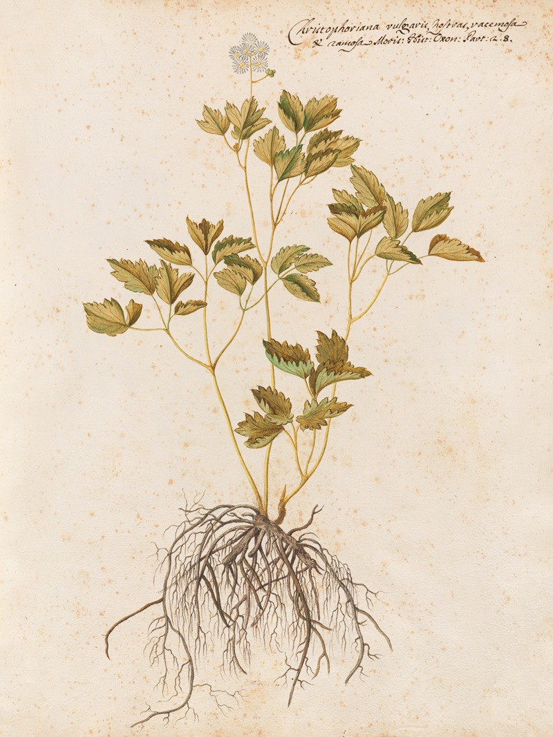 Piante varie Pl.43 by Giovanna Garzoni, 1650 — digital art print download