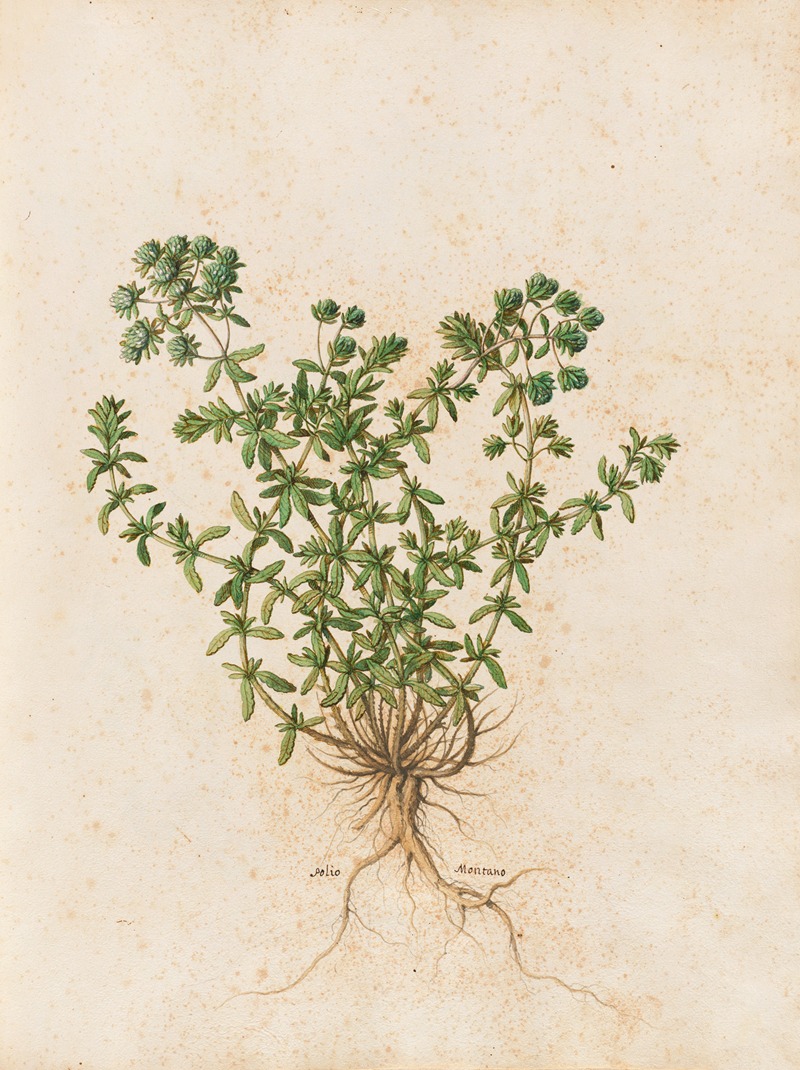 Piante varie Pl.44 by Giovanna Garzoni, 1650 — digital art print download