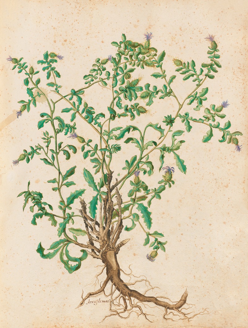 Piante varie Pl.45 by Giovanna Garzoni, 1650 — digital art print download
