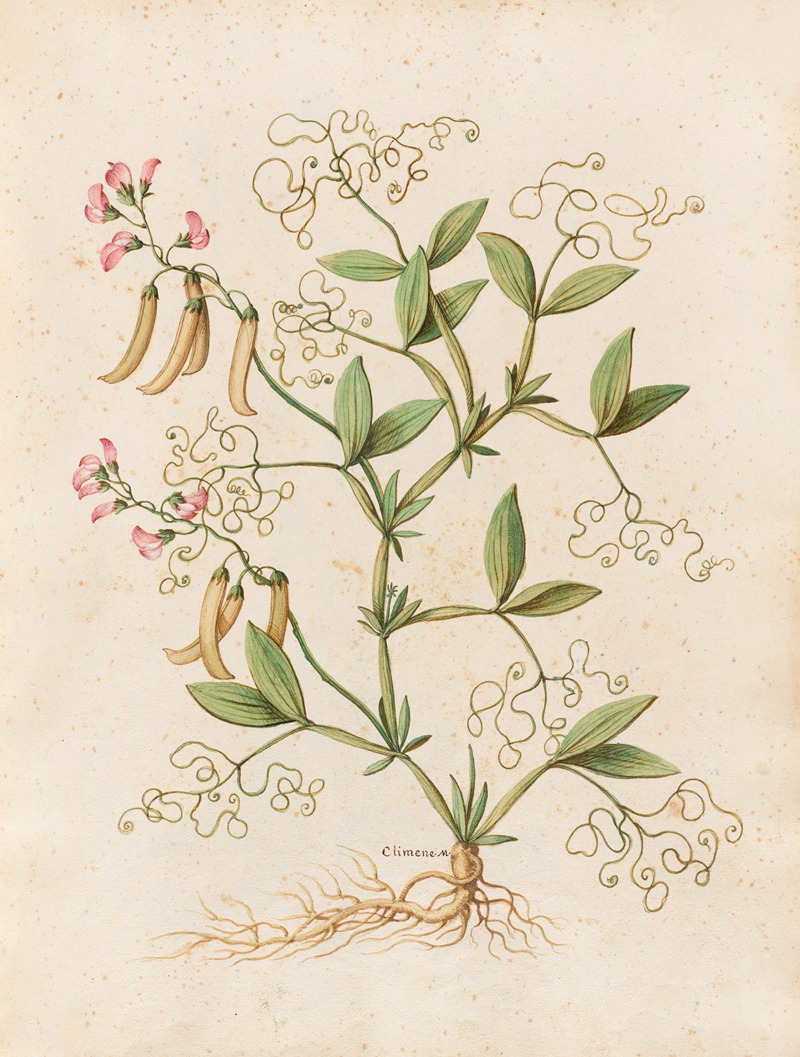Piante varie Pl.46 by Giovanna Garzoni, 1650 — digital art print download