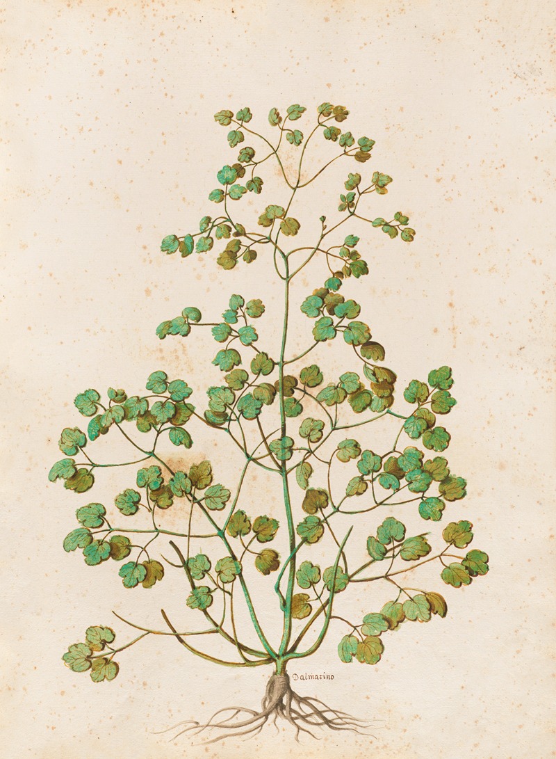 Piante varie Pl.50 by Giovanna Garzoni, 1650 — digital art print download
