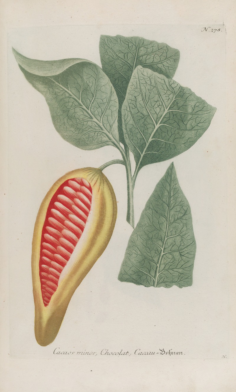 Phytanthoza iconographia Pl.003 by Johann Wilhelm Weinmann, 1737-1745 — digital art print download