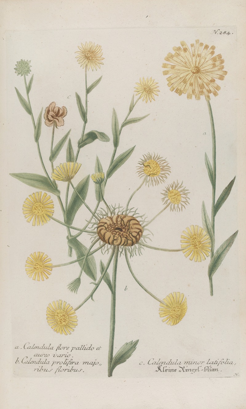 Phytanthoza iconographia Pl.007 by Johann Wilhelm Weinmann, 1737-1745 — digital art print download