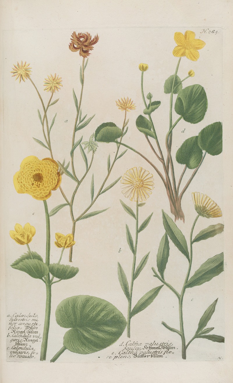 Phytanthoza iconographia Pl.008 by Johann Wilhelm Weinmann, 1737-1745 — digital art print download