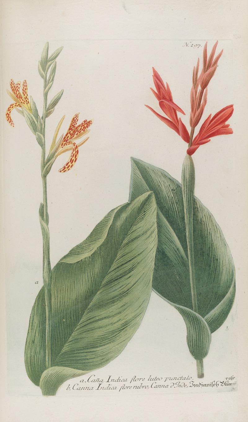 Phytanthoza iconographia Pl.020 by Johann Wilhelm Weinmann, 1737-1745 — digital art print download