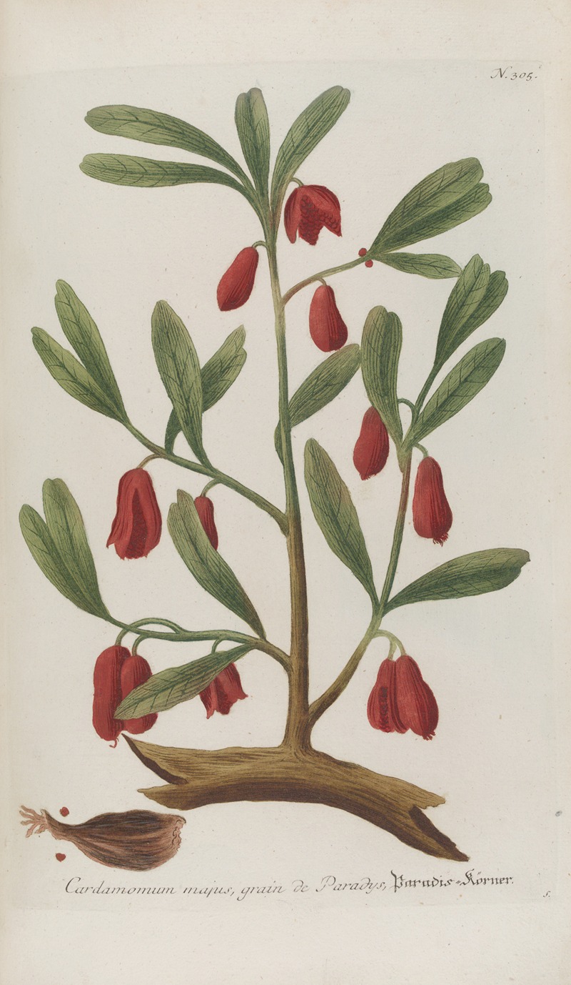 Phytanthoza iconographia Pl.028 by Johann Wilhelm Weinmann, 1737-1745 — digital art print download