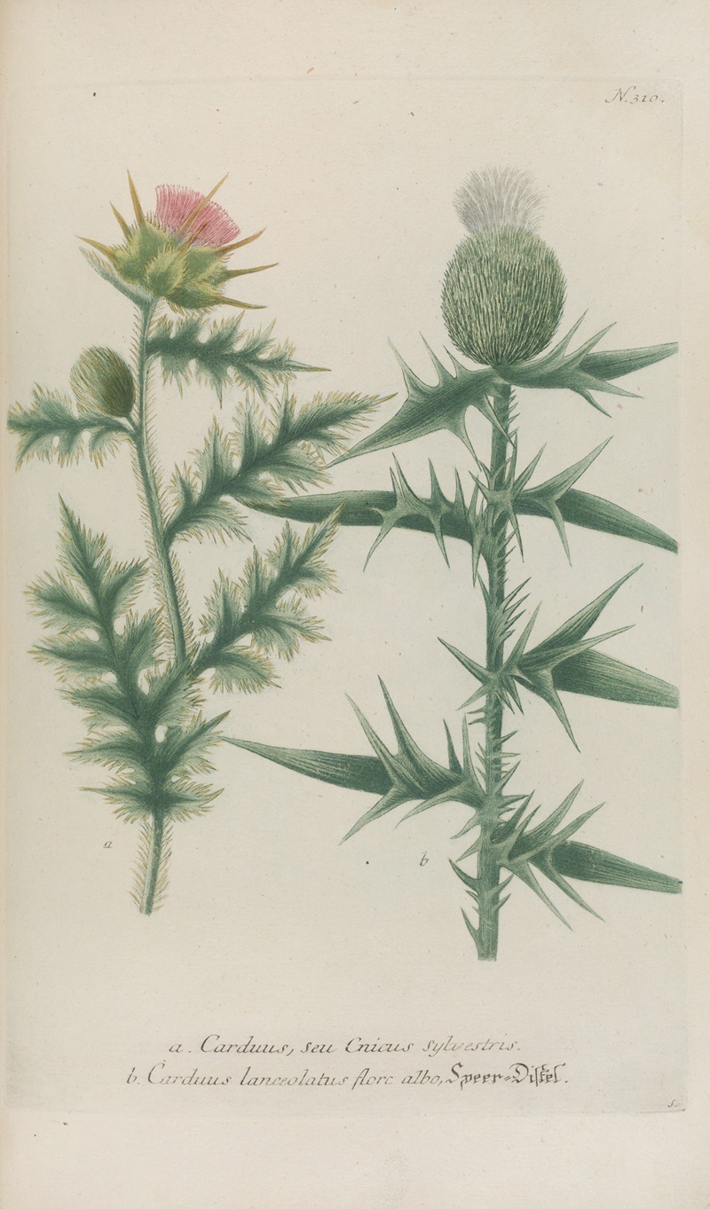 Phytanthoza iconographia Pl.033 by Johann Wilhelm Weinmann, 1737-1745 — digital art print download