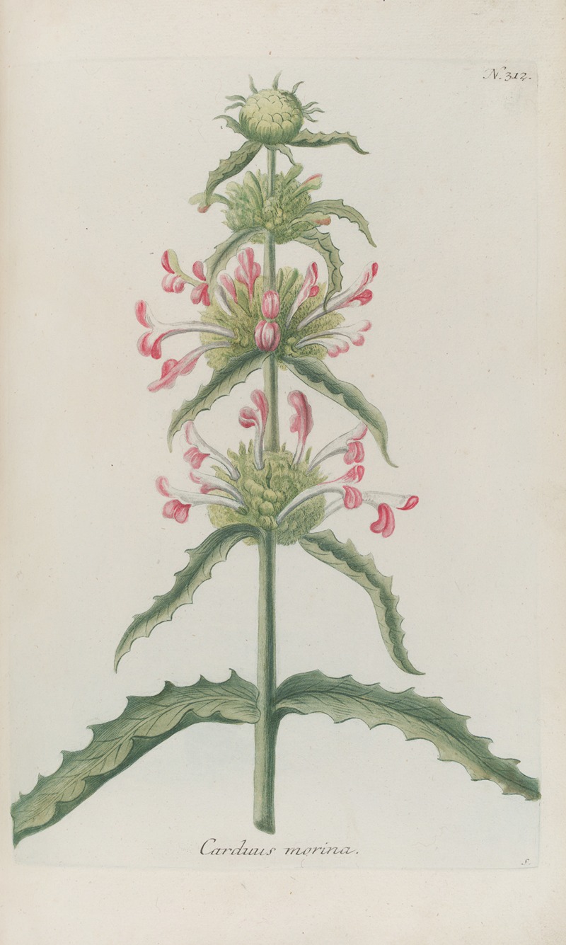 Phytanthoza iconographia Pl.035 by Johann Wilhelm Weinmann, 1737-1745 — digital art print download