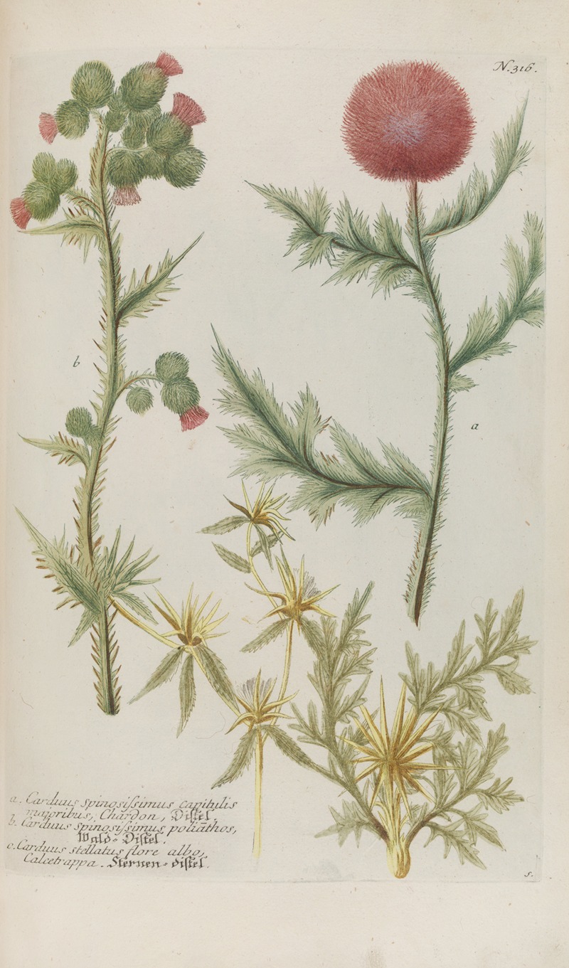 Phytanthoza iconographia Pl.039 by Johann Wilhelm Weinmann, 1737-1745 — digital art print download