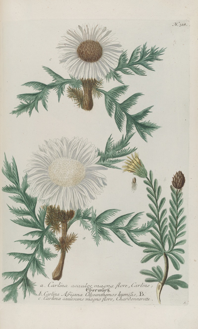 Phytanthoza iconographia Pl.041 by Johann Wilhelm Weinmann, 1737-1745 — digital art print download