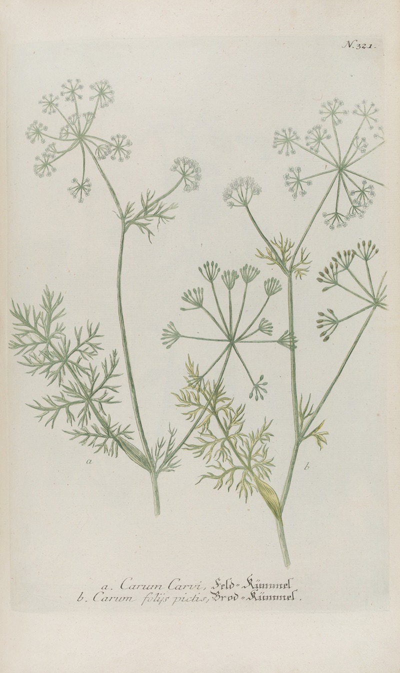Phytanthoza iconographia Pl.044 by Johann Wilhelm Weinmann, 1737-1745 — digital art print download