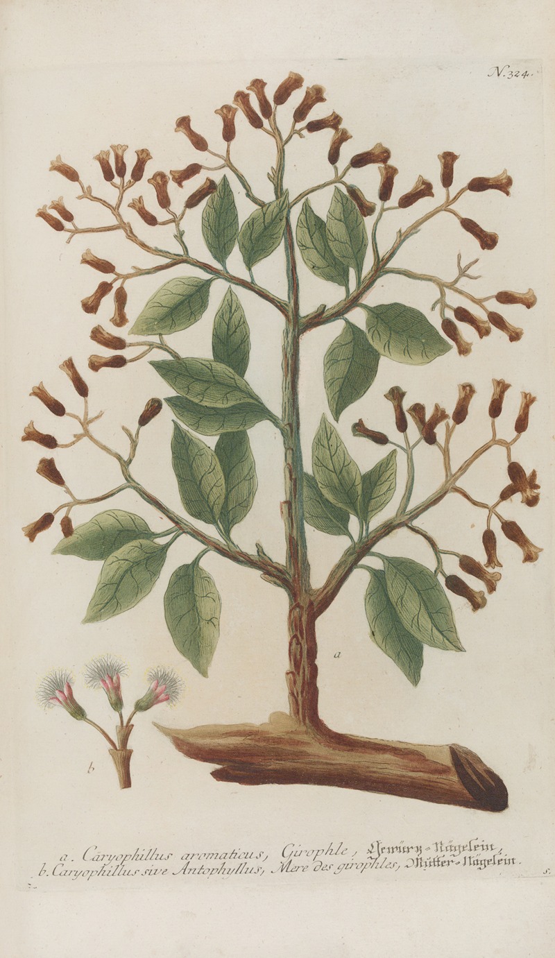 Phytanthoza iconographia Pl.047 by Johann Wilhelm Weinmann, 1737-1745 — digital art print download