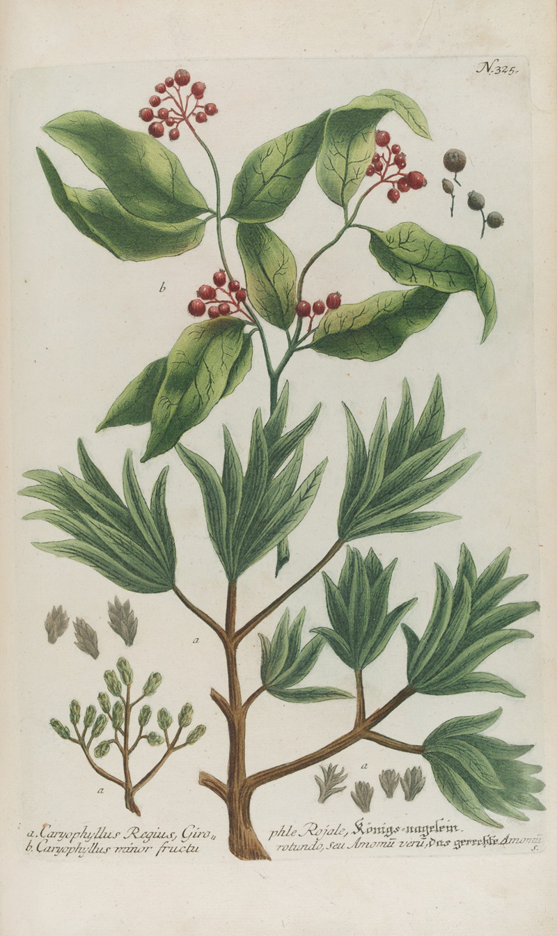 Phytanthoza iconographia Pl.048 by Johann Wilhelm Weinmann, 1737-1745 — digital art print download