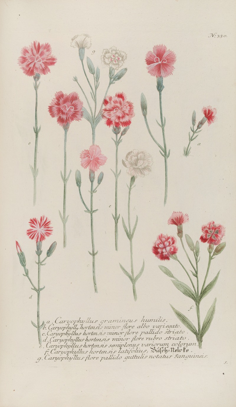 Phytanthoza iconographia Pl.053 by Johann Wilhelm Weinmann, 1737-1745 — digital art print download