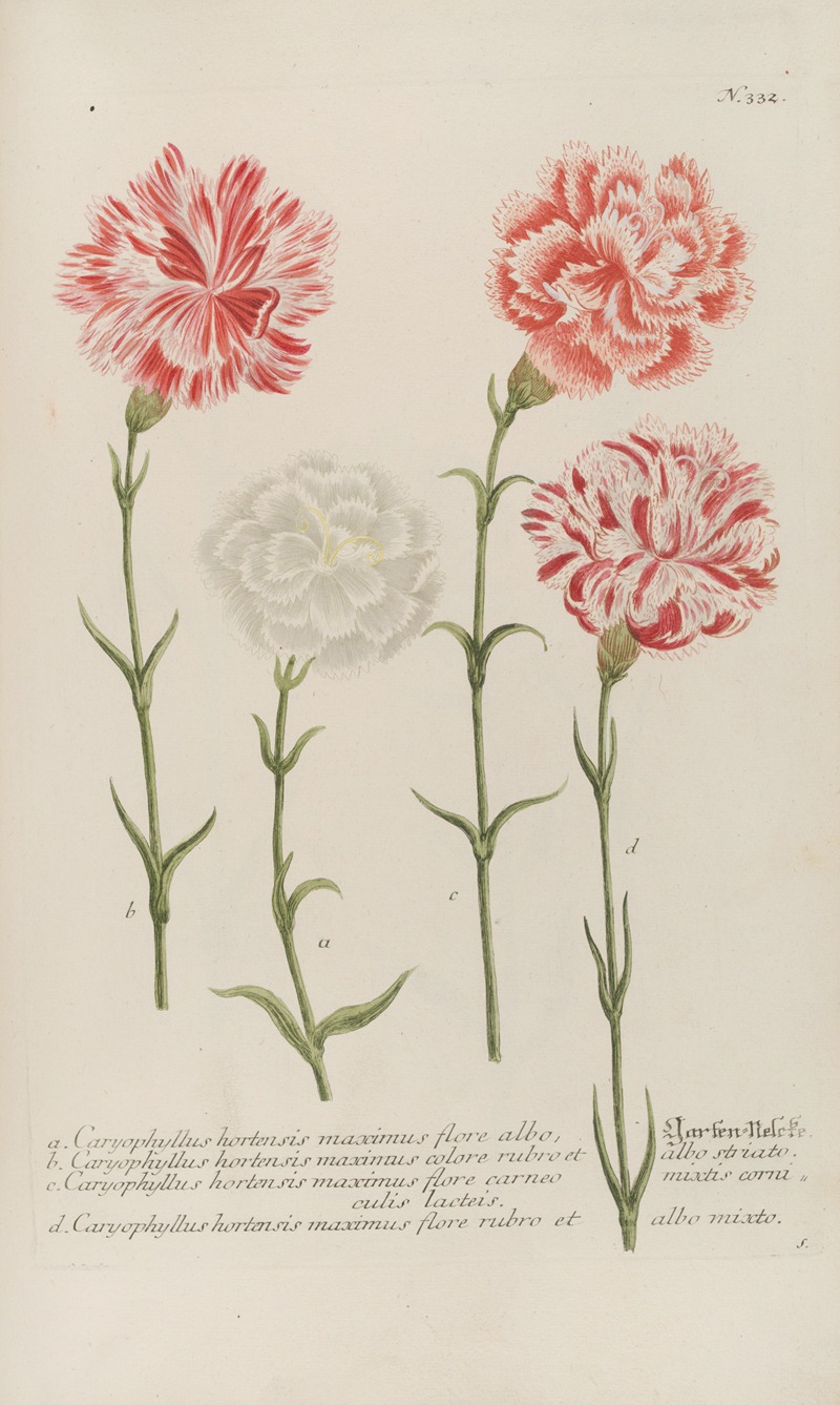 Phytanthoza iconographia Pl.055 by Johann Wilhelm Weinmann, 1737-1745 — digital art print download