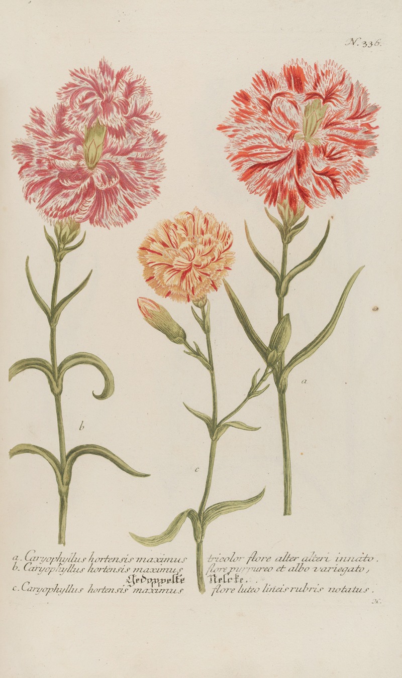 Phytanthoza iconographia Pl.059 by Johann Wilhelm Weinmann, 1737-1745 — digital art print download