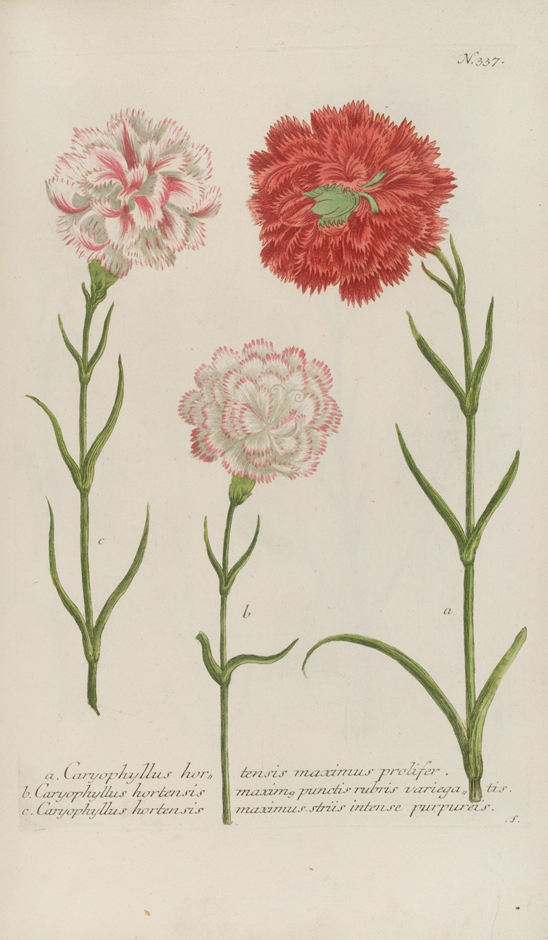 Phytanthoza iconographia Pl.060 by Johann Wilhelm Weinmann, 1737-1745 — digital art print download