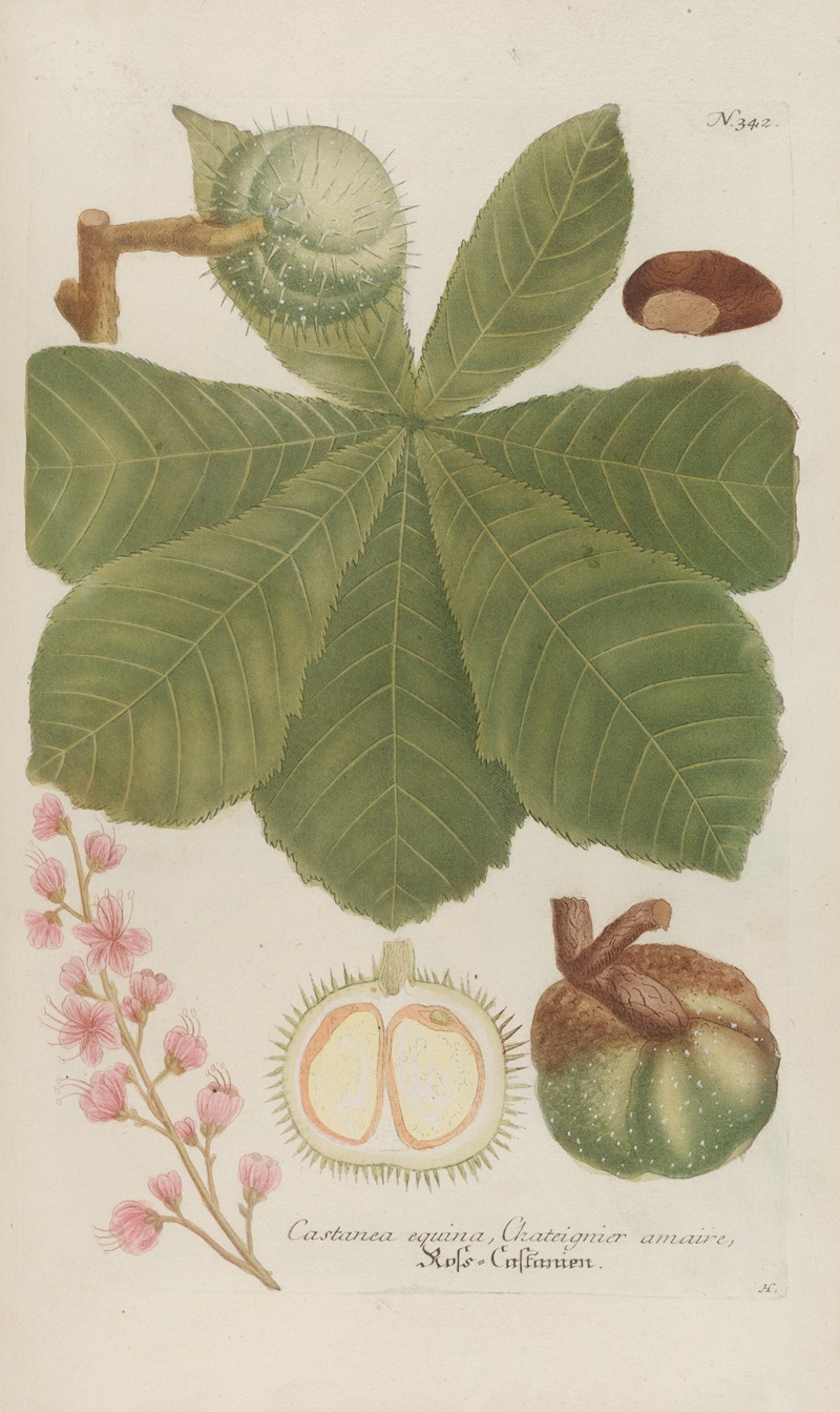 Phytanthoza iconographia Pl.065 by Johann Wilhelm Weinmann, 1737-1745 — digital art print download