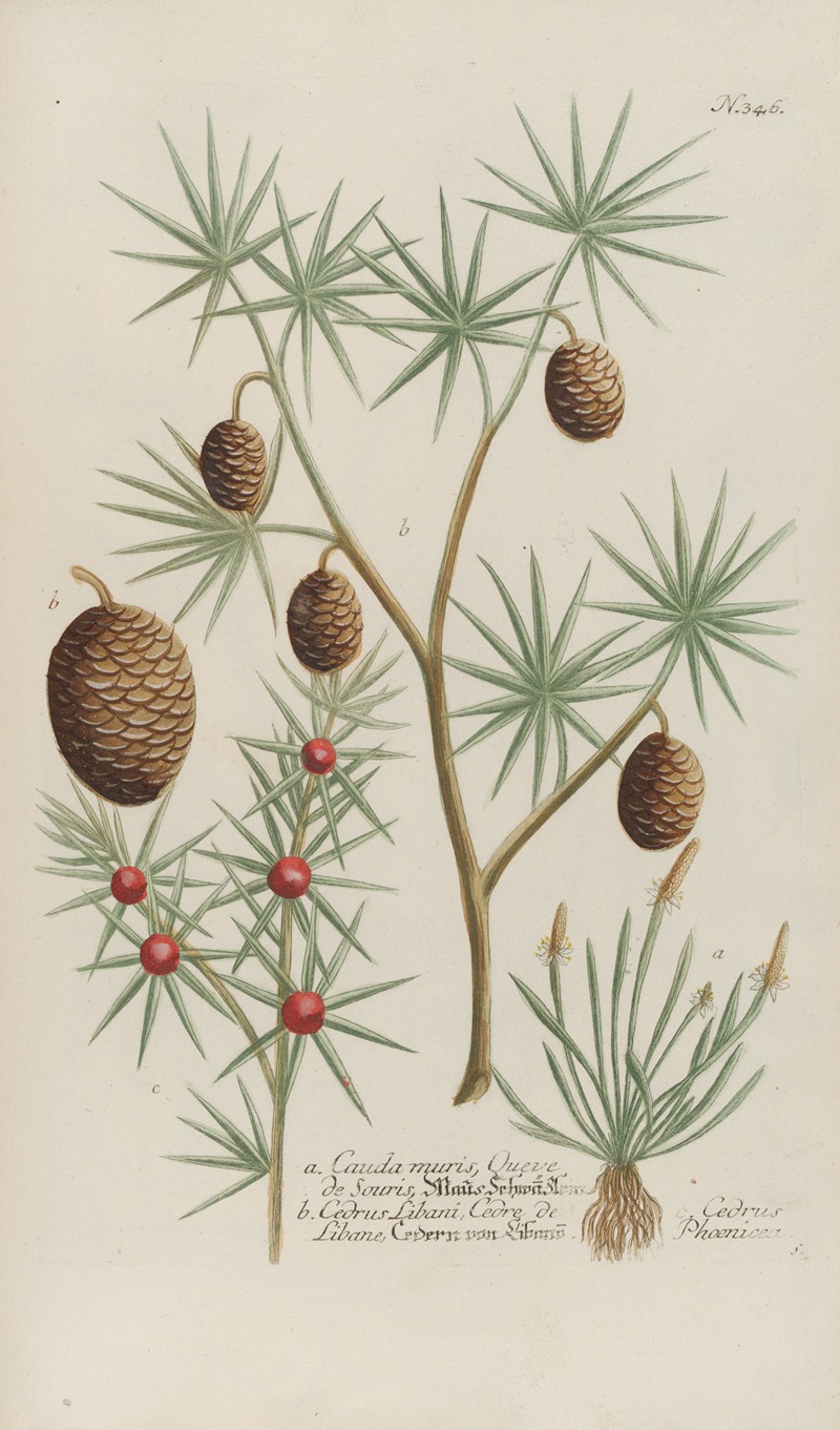 Phytanthoza iconographia Pl.069 by Johann Wilhelm Weinmann, 1737-1745 — digital art print download