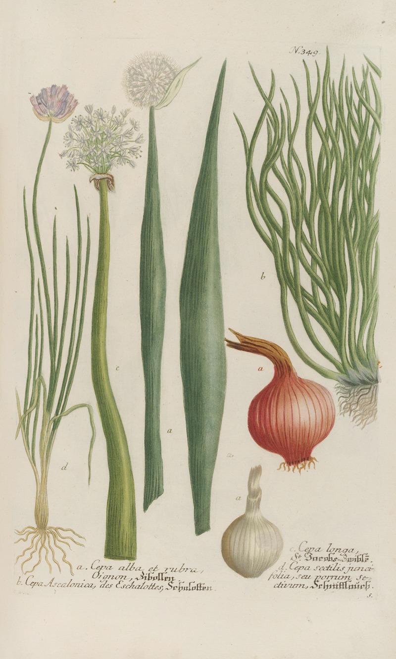 Phytanthoza iconographia Pl.072 by Johann Wilhelm Weinmann, 1737-1745 — digital art print download