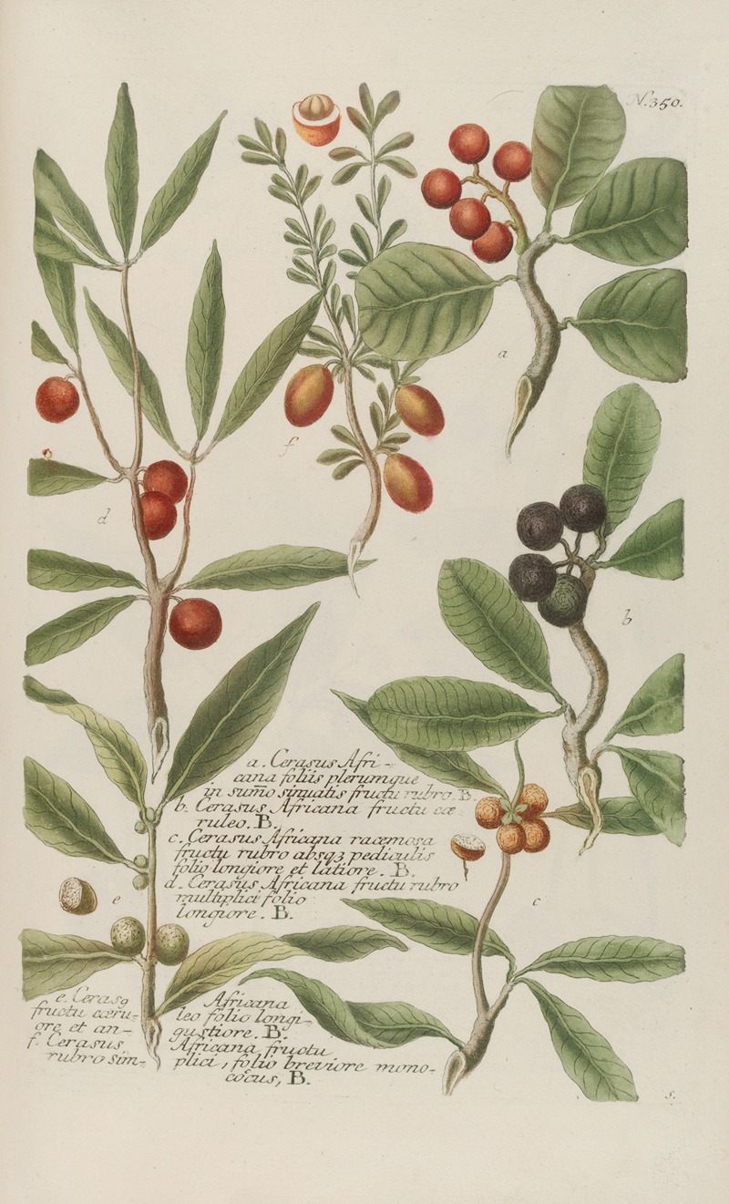 Phytanthoza iconographia Pl.073 by Johann Wilhelm Weinmann, 1737-1745 — digital art print download