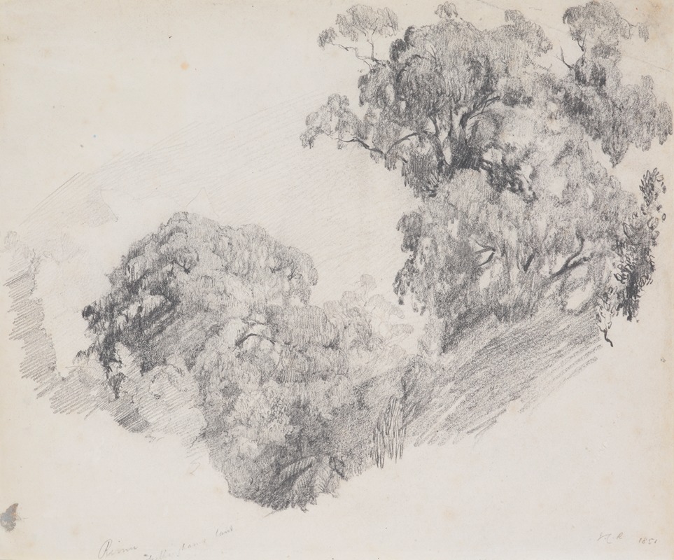 Rimu, Taranaki by Джеймс Кроу Ричмонд, 1851 — digital art print download