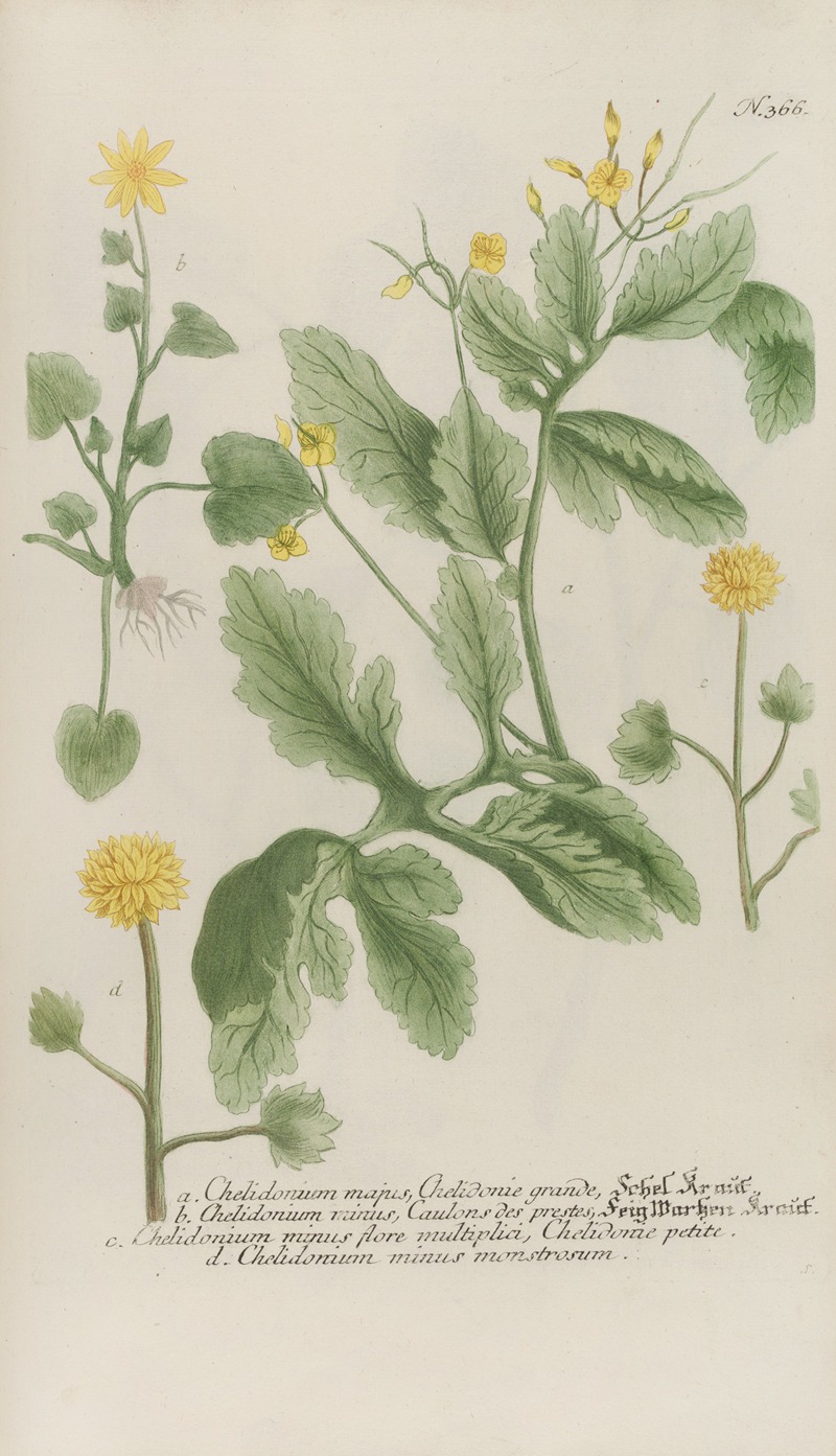 Phytanthoza iconographia Pl.089 by Johann Wilhelm Weinmann, 1737-1745 — digital art print download