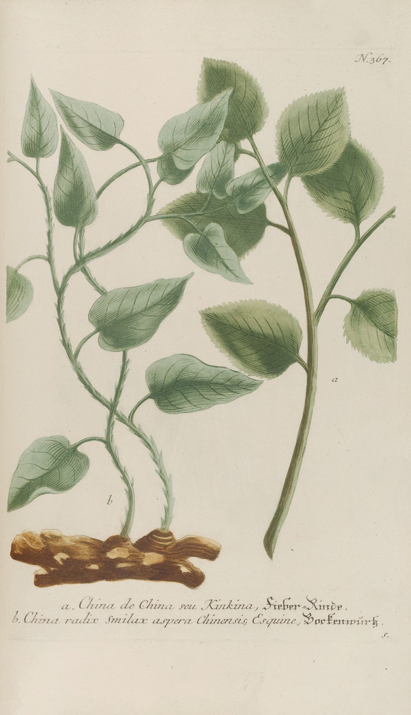 Phytanthoza iconographia Pl.090 by Johann Wilhelm Weinmann, 1737-1745 — digital art print download